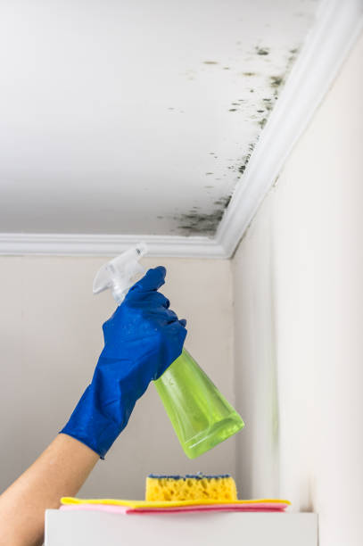 Best DIY Mold Remediation in Milton, GA